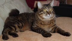 Tapeta Annimals 165.jpg